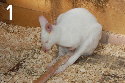 Венгуру-альбинос в мини-зоопарке «Мир животных»